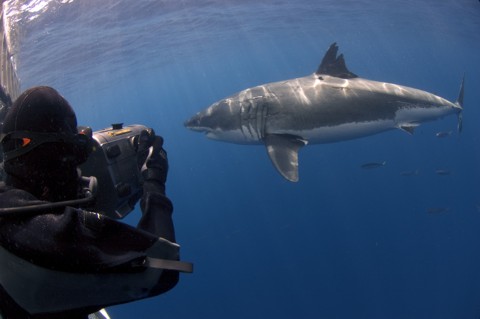 Richard Theiss filming a Great White Shark