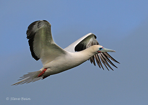 Photo of Red Footed Booby in Flight
