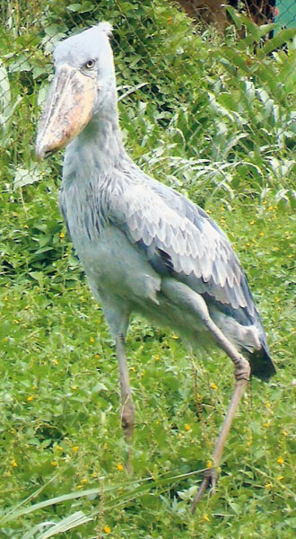 Photo of Shogbill Stork in Uganda