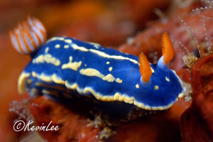 Photo of Korea Sea Slug