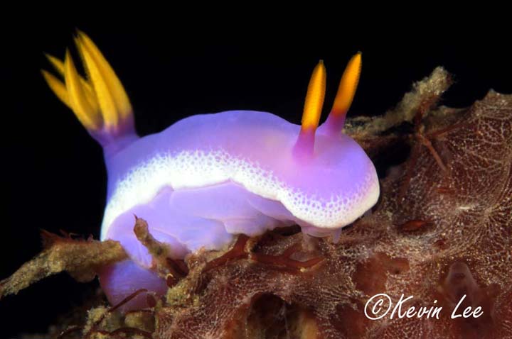 Photo of Philippines Sea Slug