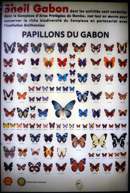 Papillons Du Gabon