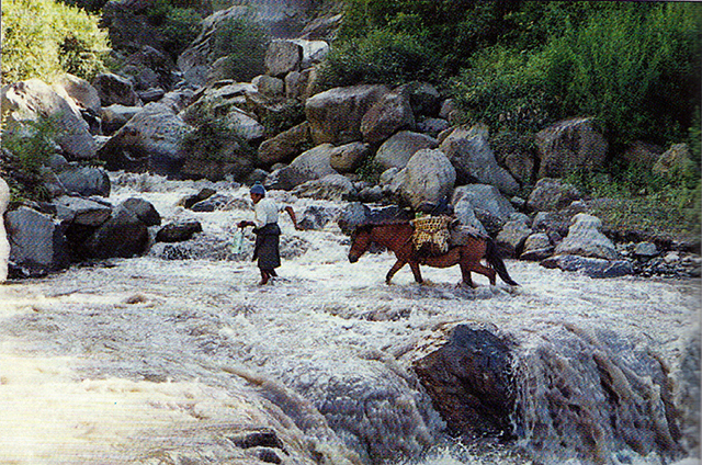 photo of Horse, Guided by a Bhutan Native