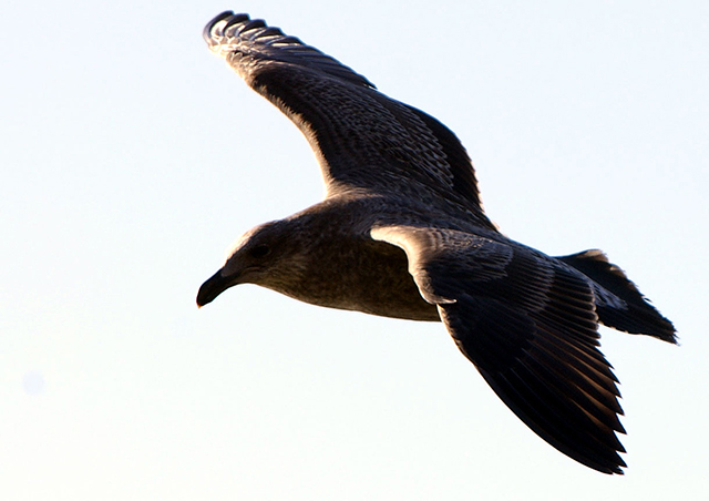 Black Seagull