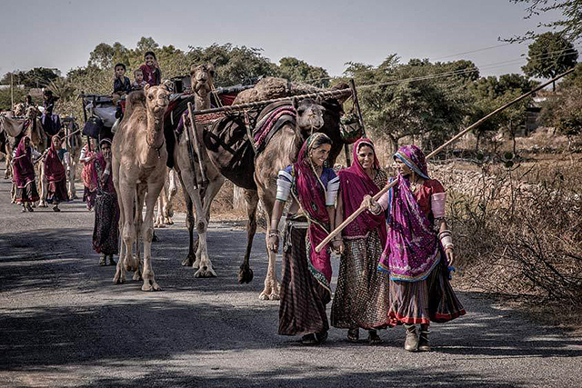 Camel Caravan in India