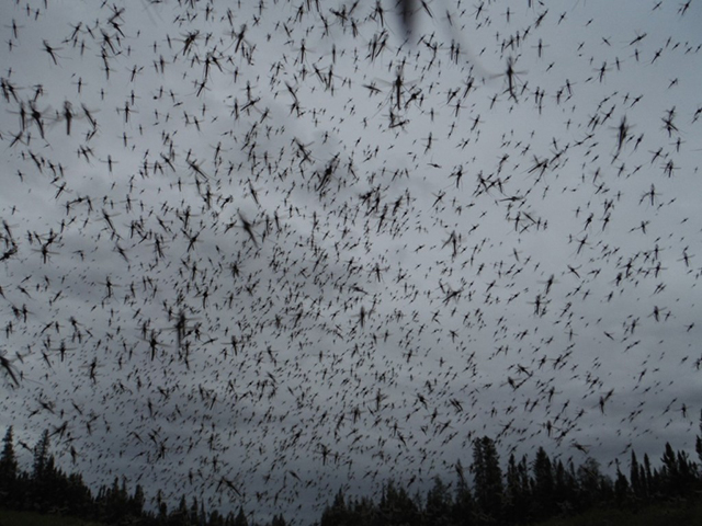 Tundra Mosquitoes