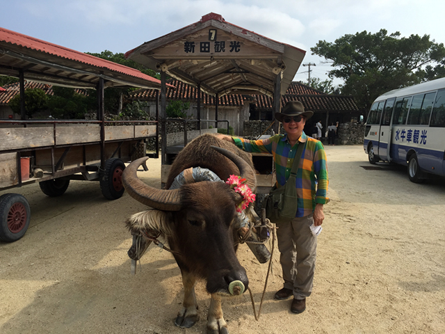 Ox Carts For Transportation in Taketomi, One of Southernmost Habitable Islands in Okinawa