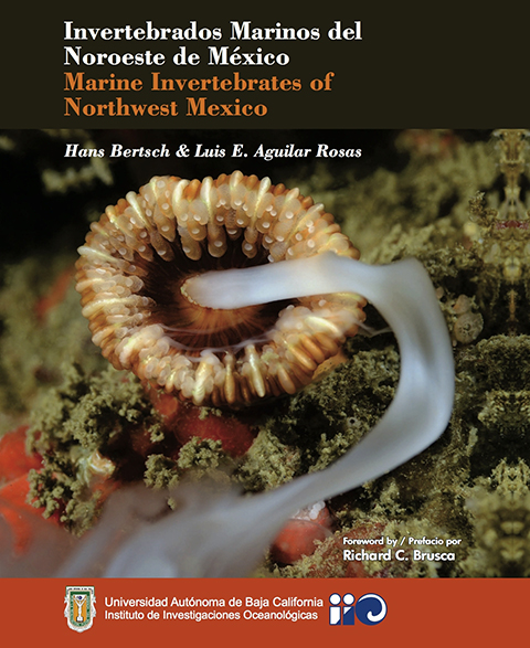 Marine Invertebrates NW Mexico