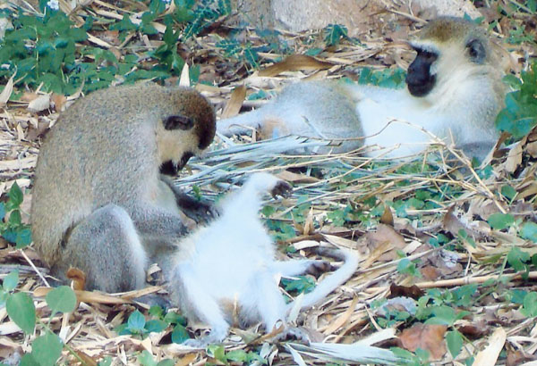 Photo of Monkeys in Uganda