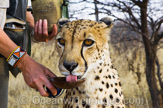 Photo of Cheetah Drinking