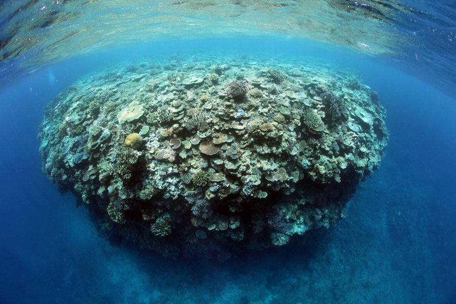 Photo of reef